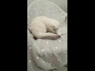 Vídeo de Шотландские  британские котята Lucky13cats,Омск