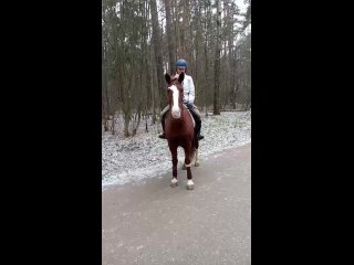 Видео от Катание на лошадях в Костроме “КК Милана“