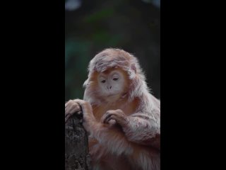 Самый фотогеничный примат — блестящий гульман из Индонезии
