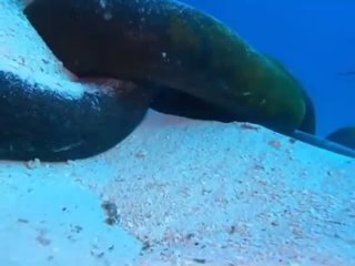 Камера упала на дно и сразу же морские существа проявили к ней интерес
Вот как это выглядит (видео)