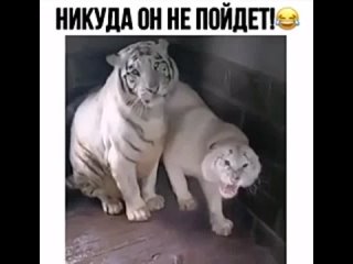 Девушка тигрица