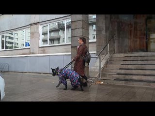 Илья Зайцев о собаках-поводырях для инвалидов по зрению
