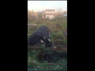 Видео от Кот-в-дом