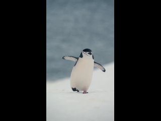 🐧 Антарктический пингвин, грациозно пробирающийся по