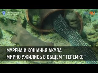 Мурена и кошачья акула мирно ужились в общем теремке в петербургском океанариуме