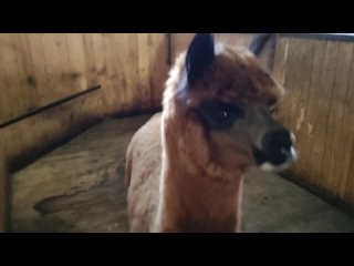 В Воронежском зоопарке поселился альпака!7 декабря после карантина, нового животного вывели на экспозицию “Ранчо“.