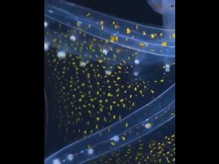 У стеклянных осьминогов можно разглядеть части нервной и пищеварительной систем