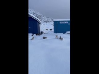 Future sled dogs going into the snow for the first time