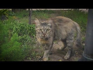 Немного летних котиков в ленту) традиционная акция “покорми котика в Крыму“