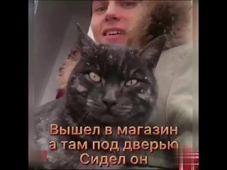 Оставленный кот