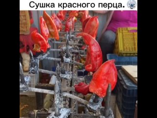 Автоматическая линия по сушке красного перца является специализированной системой, предназначенной для обработки и... (видео)