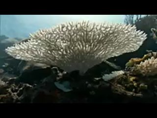 Подводные вулканы - Документальный фильм