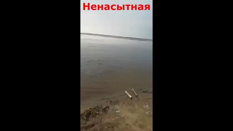 Ненасытная щука