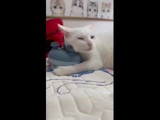 Электрический массажёр для животных - это инновационное устройство, специально разработанное для доставления... (видео)