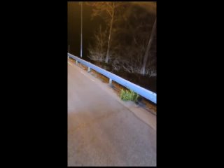В Приморье водитель остановился на дороге, чтобы пропустить бобра, который нес домой елку.