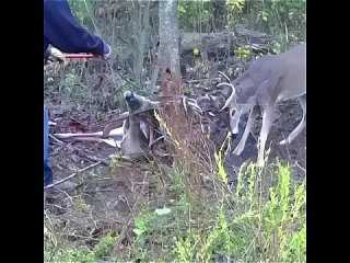 Спасение оленей