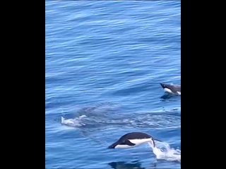 Грациозные пингвины! Не только дельфины умеют резвиться!