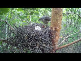 Самка ястреба-перепелятника кормит птенцов ( Accipiter nisus )