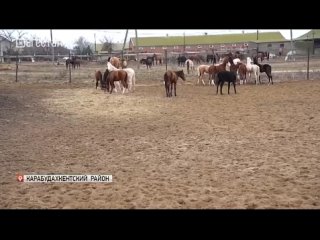 🐎10 лошадей ахалтекинской породы передало в дар Минимущество Дагестана Луганской детско-юношеской спортивной школе по конному сп