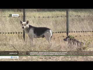 Прокурор Черногорска потребовал от городской мэрии компенсировать моральный вред ребенку