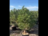 Видео от питомник растений Елка