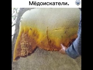 В горных районах существует древняя традиция добывания меда от диких пчел. Люди, занимающиеся этим, известны как... (видео)