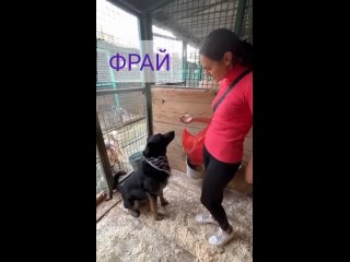 Фрай-Статный и уверенный в себе мальчик🐕‍🦺
Любит человеческую ласку 🥰
общение и неспешные прогулки в роще 🌳

Фрай быстро учится