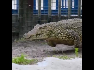 Как бегают крокодилы