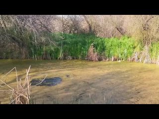 Эксперимент с корсаром 50000 в стоячей воде.