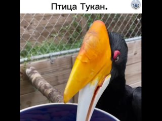 Это необычайное создание, поражающее своим ярким и необычным внешним видом.
Одной из особенностей туканов является их... (видео)