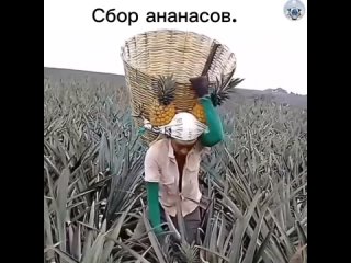 Сбор ананасов вручную на плантациях является важным процессом в производстве этого популярного тропического фруктов.... (видео)