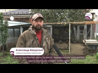 Житель Старой Купавны выращивает самых крикливых уток в Подмосковье