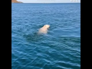 Белый медведь наслаждается плаванием