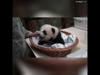 Очень свирепый зверь: Маленькая панда попробовала укусить за палец сотрудницу московского зоопарка.