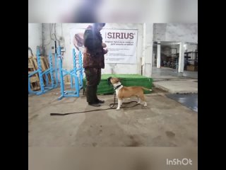 Победа🏆 Бультерьер ОЗЗИ надевает намордник 🐕🐾