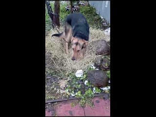 “Ума“ помощь бездомным животным “tan video