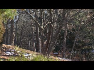 Приморье - необычайный уголок планеты, здесь  сочетаются ель, пихта, кедр и амурский виноград, китайский лимонник и тис