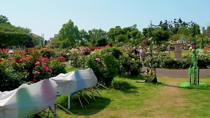 Summer Roses of Keisei Rose Garden 2022. #京成バラ園 #4k #rose