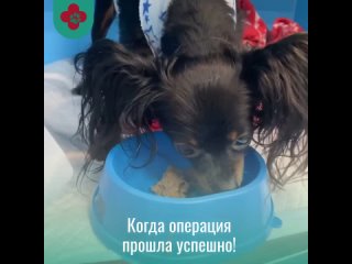 Видео от ВЕТ КУДРОВО “Городской Ветеринарный Центр“