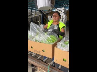 Упаковка бананов в вакуумные пакеты и их последующая укладка в коробку является одним из способов сохранения свежести и... (видео)