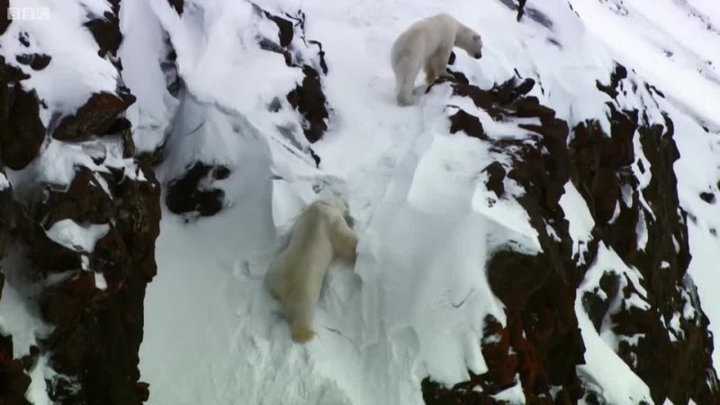 Adult Polar Bears Flirting with Each Other   Animal Attraction