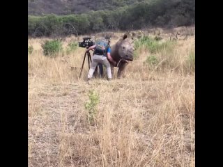Милота дня - почеши дикого носорога