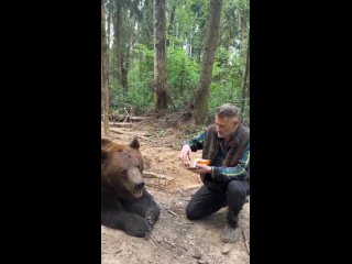 Медведь впервые пробует фастфуд