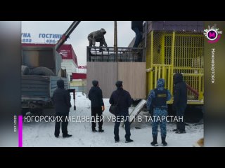 Мегаполис - Медведей забрали и увезли в Татарстан - Нижневартовск