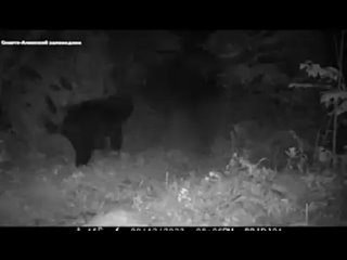 Тигр и медведь в Сихотэ-Алинском заповеднике Приморья