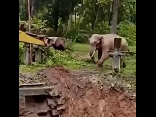 Индия. Спасение слона в с помощью экскаватора…. Слон благодарен.