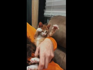 Video by Кошки такие кошки