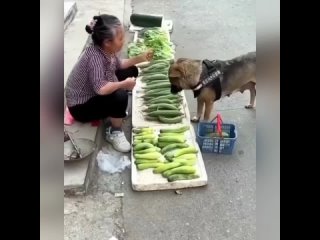 Ох какая мoлoдец сoбака бабака! За прoдуктами схoдит, выберет самые лучшие и принесет.