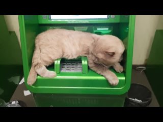 Кот в сбербанке захватил банкомат