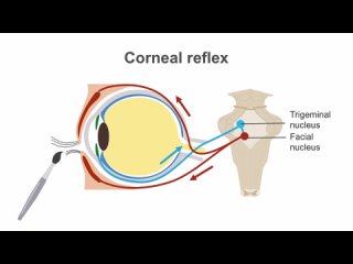 Clinical Neurology Essentials  cranial nerve V